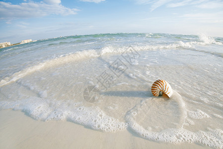 贝壳在海滨沙滩地上图片