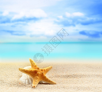 海洋背景下沙滩上的贝壳和海星图片