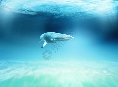 水下在浅水中的海洋中的鲸鱼图片