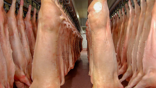 猪业屠宰场的冰箱猪肉储存图片