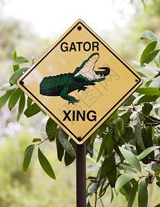 鳄鱼或鳄鱼的标志警告图片