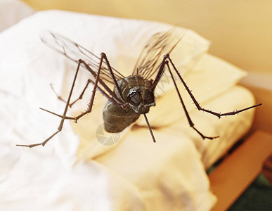 卧室里的飞蚊子图片