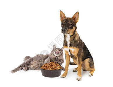 猫从狗碗里偷食物图片