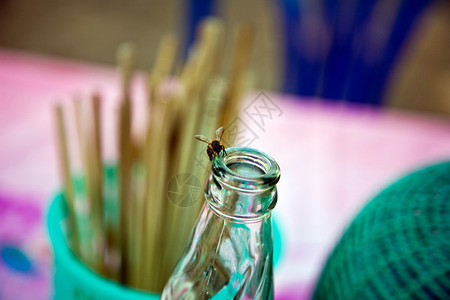 一只苍蝇走在瓶颈上从餐厅的酒瓶图片