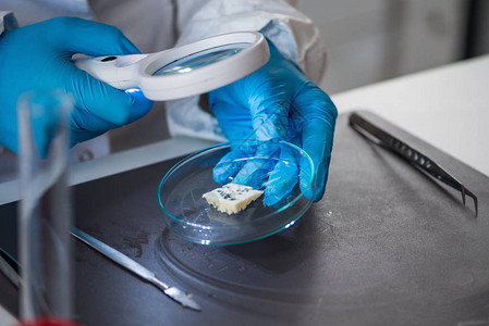 对实验室奶酪进行质量控制专家检查的实验室图片