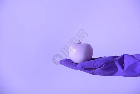 手持紫苹果的橡皮手套在超紫背景图片