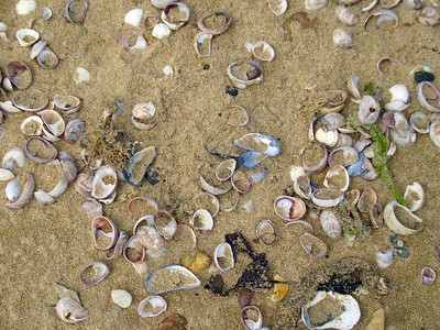 海滩上的贝壳被潮汐洗过有很多物种图片