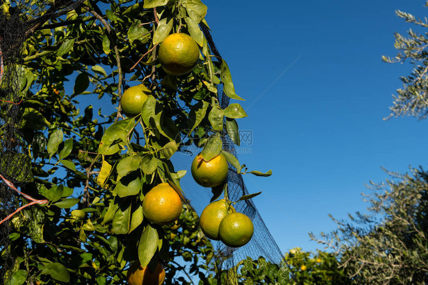 普通话放在树上在农村果园图片