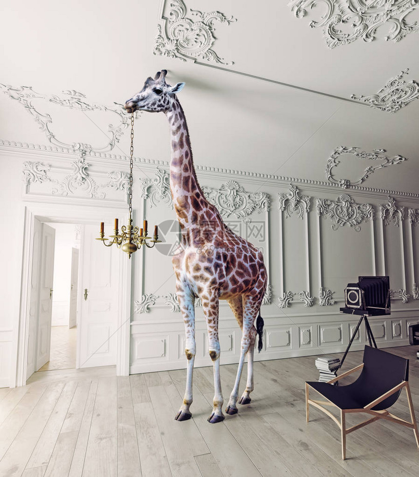 长颈鹿在豪华装饰的室内拿着枝形吊灯图片
