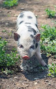户外有黑点的可爱小猪的特写图片