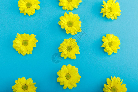美丽的黄色花朵的顶端景色青图片