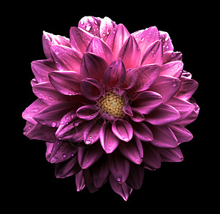 紫色粉红色花朵黑色图片