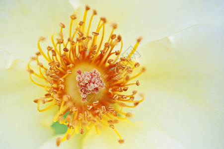 黄色野花粉雄蕊的特写背景图片