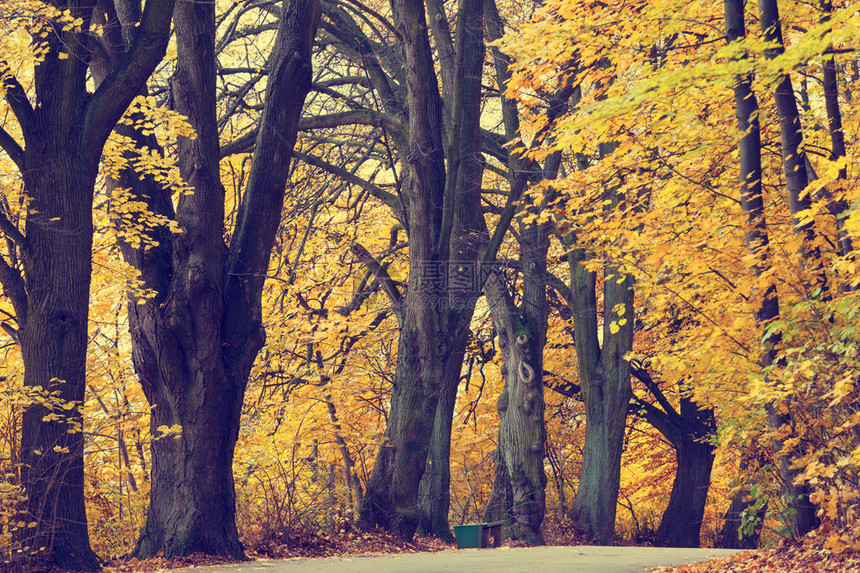 秋天风景有道路和美丽的彩色树木图片