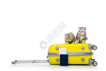 坐在手提箱和护照上的可爱小猫车票在图片