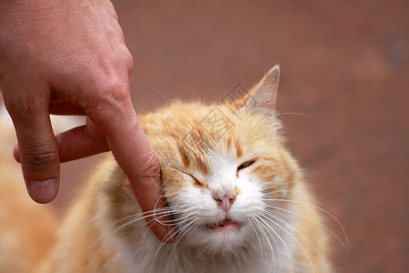 黄猫背景图片