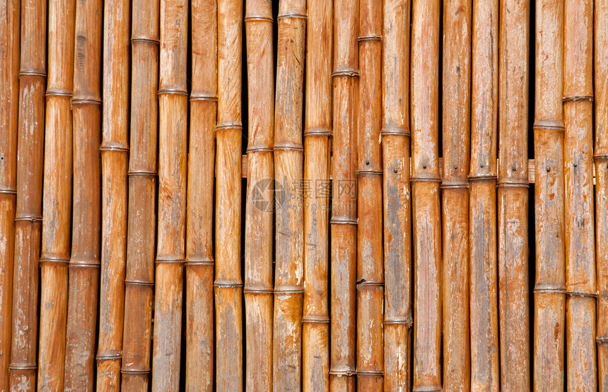 老干棕竹背景图片