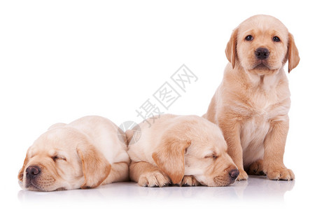 三只可爱的小拉布多小狗图片
