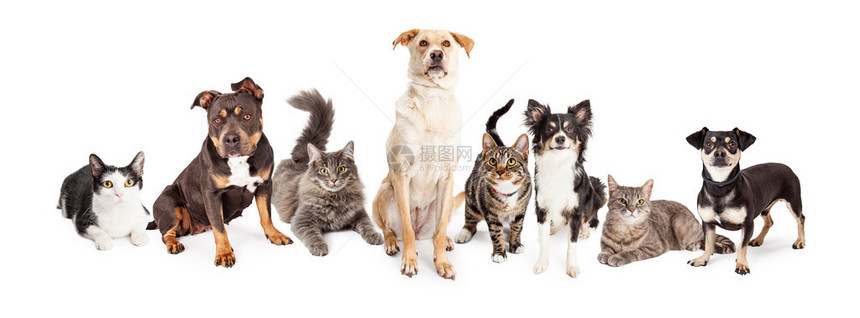 不同大小和品种的猫和狗群在白色背景下图片