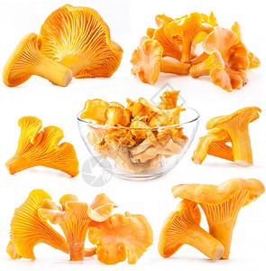 白底孤立的食用野生蘑菇香草Catharelluscibari图片