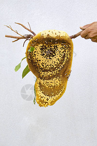 蜂蜜和蜂窝在白色背景上的图像图片