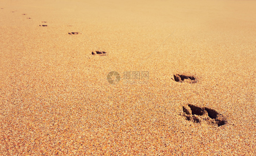 狗爪印在沙滩上的沙子上图片