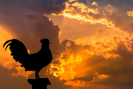 公鸡乌鸦的剪影站在清晨日出背景中图片