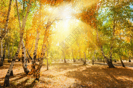 有黄色树的秋天森林在晴天美丽的秋天风景图片