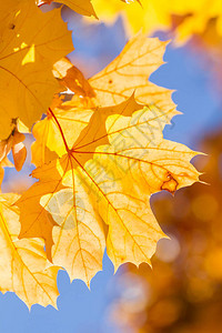 黄色自然背景秋天枫叶图片