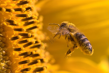 在向日葵中蜜蜂的宏蜜蜂里满是图片