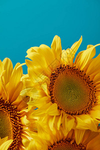 紧的花束和黄向日葵图片
