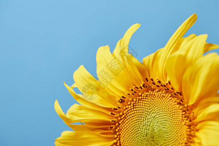 美丽的黄向日葵蓝色与图片