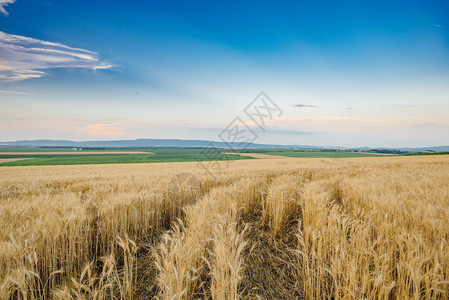 麦田小麦的关闭美丽的自然日落景观草甸麦田成熟的背图片