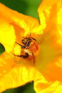 南瓜花上的大黄蜂图片