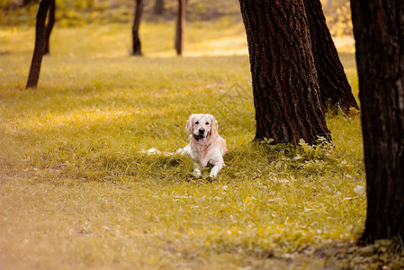 金毛猎犬坐在秋天公园的草地上图片