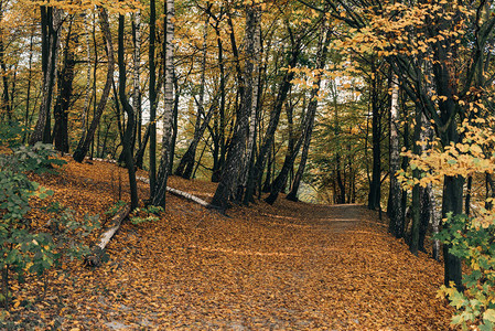 秋天森林小路上的落叶图片