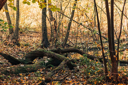 秋季森林中树根的特写图片