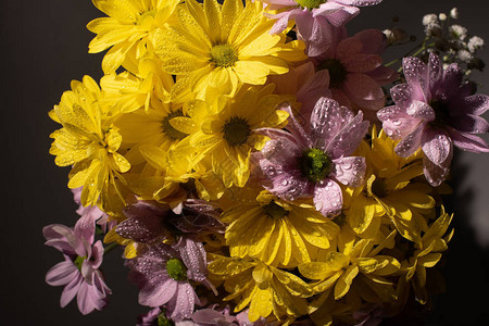 一束带水滴的黄色和紫色雏菊图片