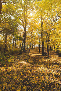 金树秋季公园的小径图片