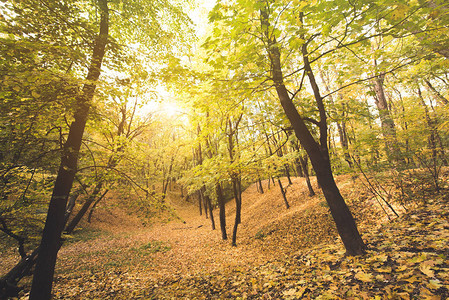 阳光明媚的日落的美丽秋天森林图片