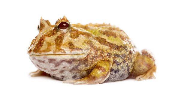 阿根廷角蛙背景图片