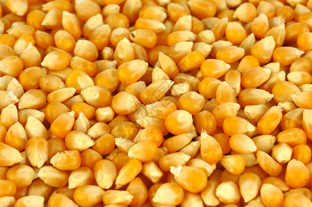 鲜玉米的黄色背景图片