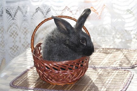 篮子里的兔子图片