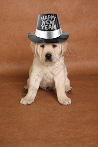 快乐的新年小狗用有图片