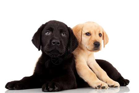 两个可爱的拉布多小狗图片素材
