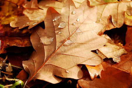 露的秋叶图片
