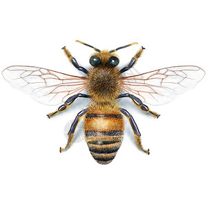 蜜蜂以数图片
