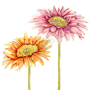 水彩非洲菊花手绘插图图片