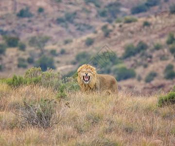一只雄狮在南部非背景图片