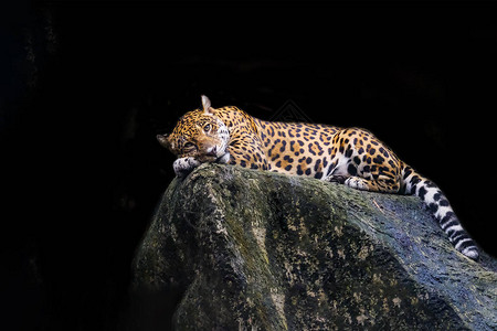 豹子躺在黑色背景的岩石上图片